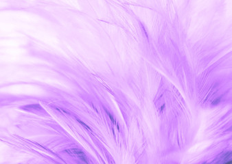 Obraz premium Beautiful abstract texture close up color white purple and pink feathers background and wallpaper