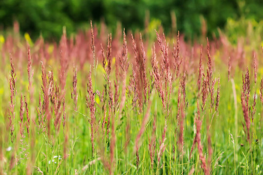 Red with spikelets on the blurred background plants Stock-Foto | Adobe Stock