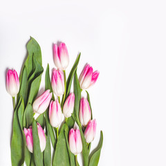 White background with pink tulips