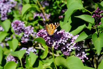 butterfly on a lilac