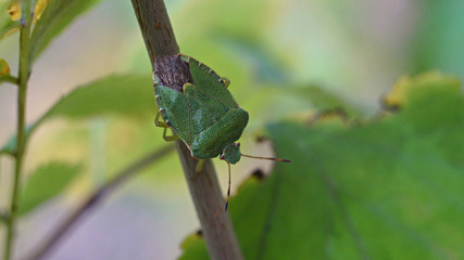 bug close - up on a branch on the background of leaves