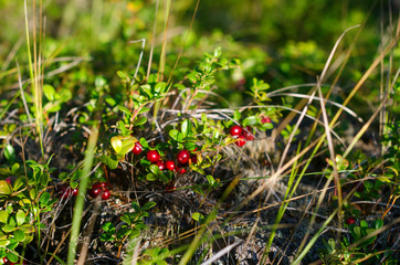 Illuminated by sunlight in a clearing in the Northern forest of Yakutia among the grass grow wild cranberries.