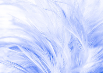Fototapeta na wymiar Beautiful abstract texture close up color white and blue feathers background and wallpaper