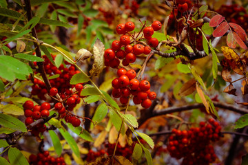 red berries of rowan on a branch