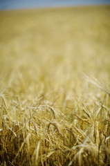 field of wheat