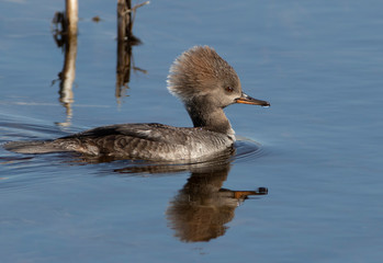 Female Hooded Merganser in Florida Wetland