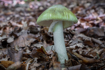 Death cap - Amanita phalloides - deadly poisonous mushroom