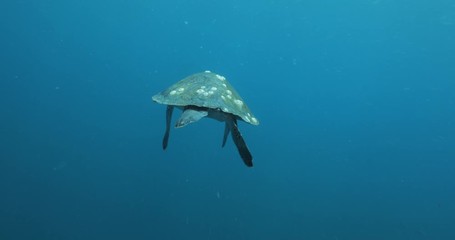Green Turtle, (Chelonia mydas) swimming on the reefs of the Sea of Cortez, Baja California Sur, Mexico.