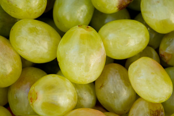Many green grapes close up. Fruit of the autumn