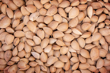 Many freshly picked almonds