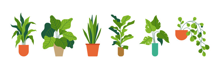 Decorative green houseplants in pots and planters, natural home decor and urban jungle