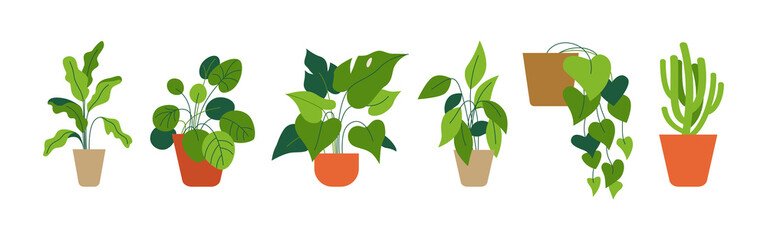 Decorative green houseplants in pots and planters
