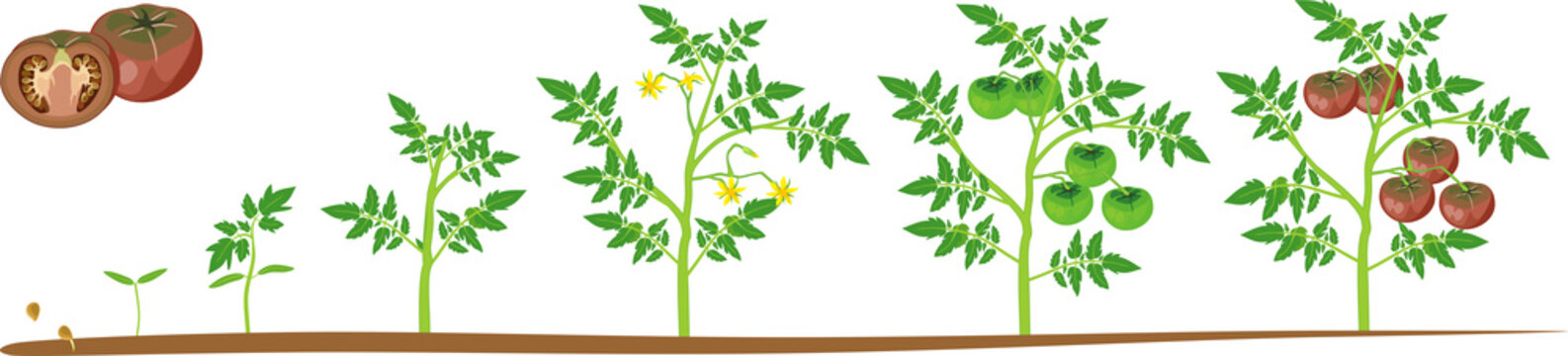 Этапы роста огурца в картинках для детей