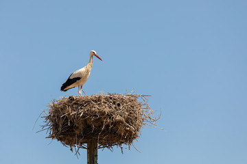 Elegant stork in the nest