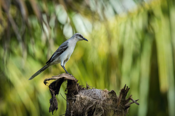 Mimus gilvus, Tropical mockingbird The bird is perched on the branch in nice wildlife natural environment of Trinidad and Tobago..