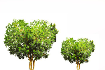 Green tree isolated on white background