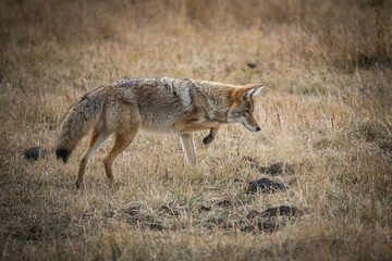 Naklejka na ściany i meble Canis latrans, Coyote is trying to catch the mouse, walking is the dry grass in the Yellowstone National Park, USA
