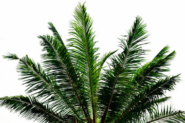 Fototapeta premium Coconut leaves isolated on white background