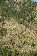 Fototapeta na wymiar Trees fallen from the wind in November 2018, Predazzo, Val di Fiemme. Natural disaster in Trentino Alto Adige, Italy, Europe