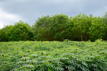 Fototapeta na wymiar Cassava plantation in rainy season