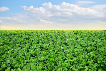 Fototapeta na wymiar Landscape view of fresh cabbage field with blue sky