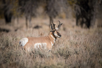 Obraz premium Antilocapra americana, Pronghorn is standing in dry grass, in typical autumn environment, majestic animal proudly wearing his antlers, ready to fight for an ovulating hind,Yellowstone,USA..