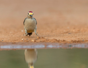 Beautiful Male Golden-fronted Woodpecker in Southern Texas, USA 