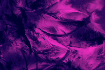 Fototapeta na wymiar Beautiful abstract texture close up color white purple and pink feathers background and wallpaper