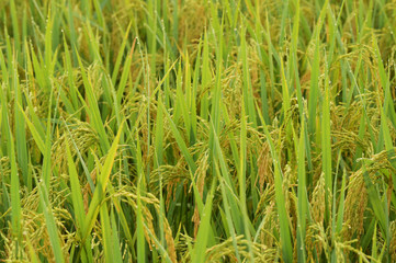 close up of ripening rice in a paddy field