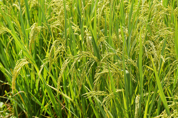 close up of ripening rice in a paddy field