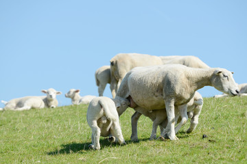 Obraz premium white Sheep suckling lamb on pasture