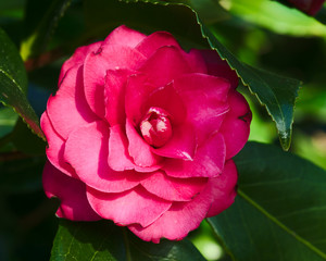 Pink Camellia