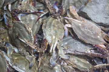 Blue Crabs in a water