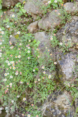 Fleurettes agrippées au rocher.