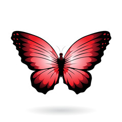 Colorful Butterfly Illustration