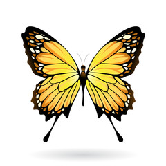 Colorful Butterfly Illustration