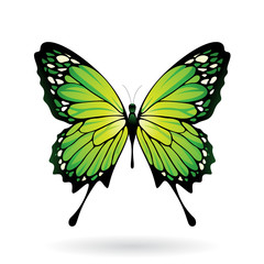 Colorful Butterfly Illustration