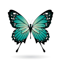 Colorful Butterfly Illustration