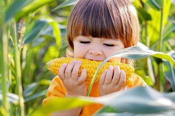 Close-up portrait of cute little child eating boiled yellow sweet corncob in green corn field...