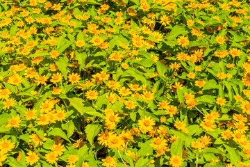 field of yellow flowers