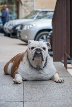 Bulldogge von vorne liegend aufmerksam