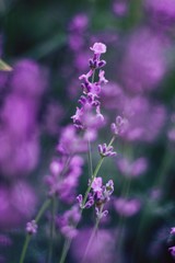 Obraz na płótnie Canvas blooming lavender