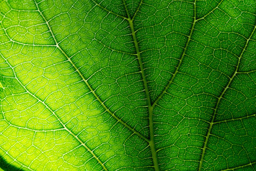 Naklejka na ściany i meble macro of a green leaf