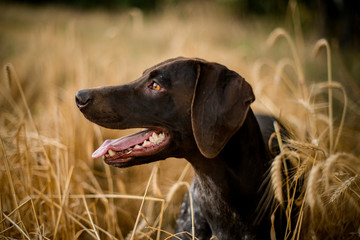 Dark color dog looking at the side sticking out his tongue in the field