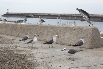 Seagulls stand at the pier in groups.