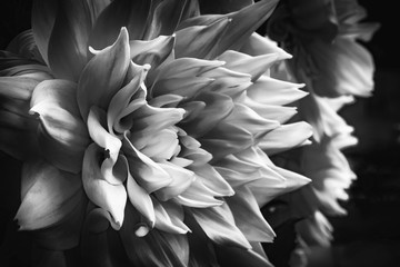 Dahlie makro Blüte schwarz-weiss