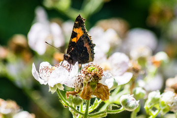 Small tortoiseshell butterfly Aglais urticae feeding on bramble blossom