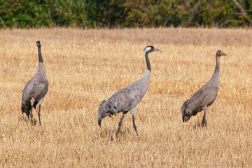 Kranich, Grus grus, auf dem Feld