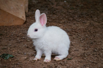 A white rabbit in a cage