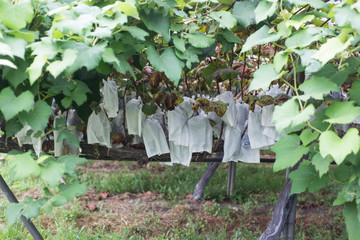 Grapes with green leaves on the vine. grape farm